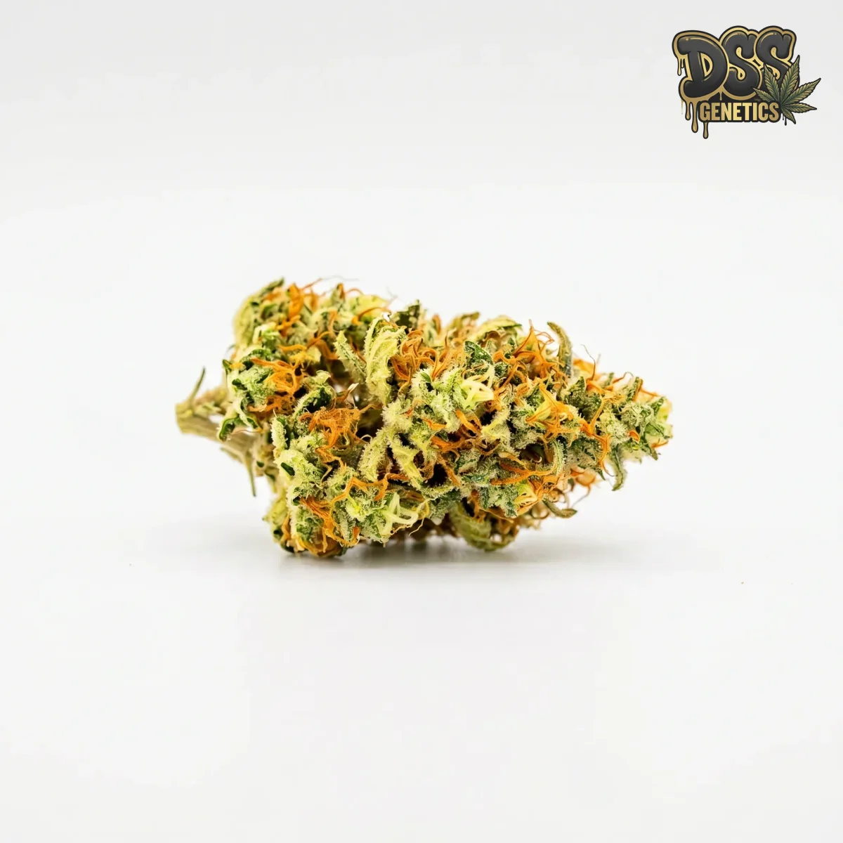 Amnesia Autoflower Seeds grow guide