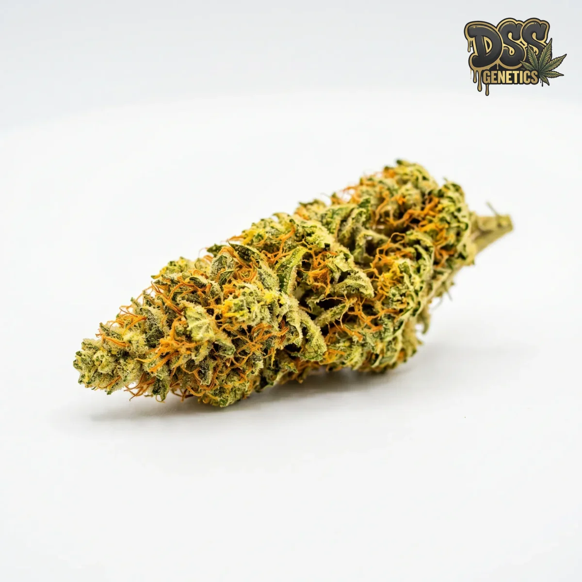 Amnesia Feminized Seeds cannabis seeds