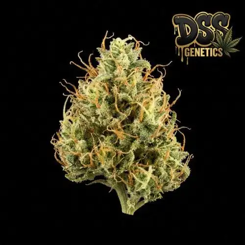 Amnesia Haze grow guide