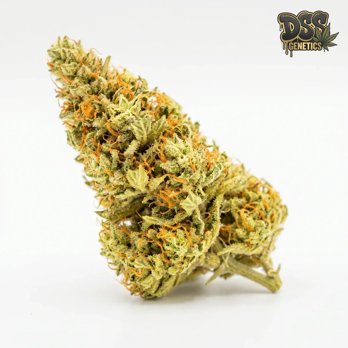 Amnesia Haze Autoflower Seeds grow guide