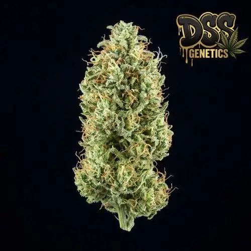 Amnesia Haze Feminized Seeds cannabis seeds