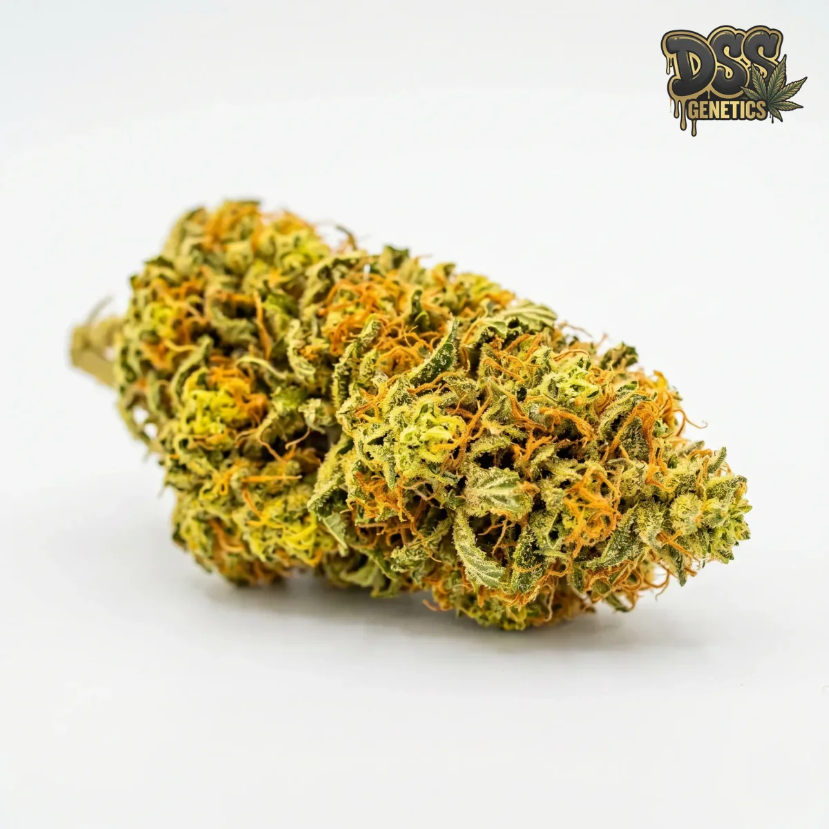 Amnesia Haze Feminized Seeds cannabis seeds
