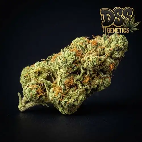 Amnesia Trance Feminized Seeds cannabis seeds