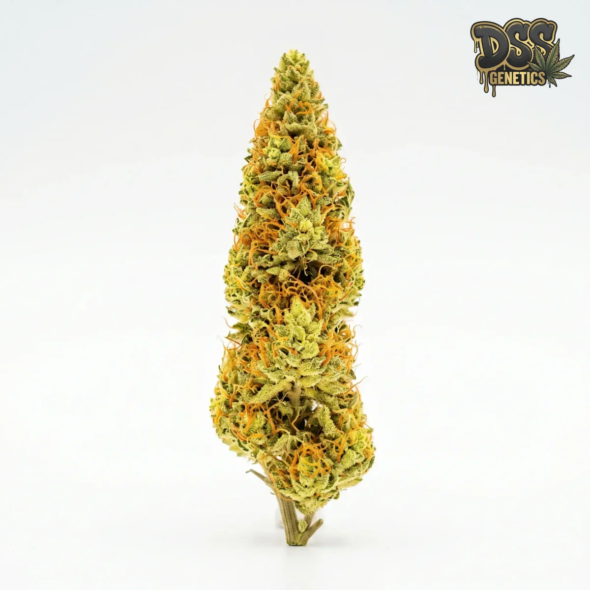 Amnesia Trance Feminized Seeds cannabis seeds