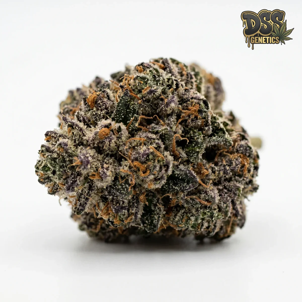 Animal Cookies Feminized Seeds cannabis seeds