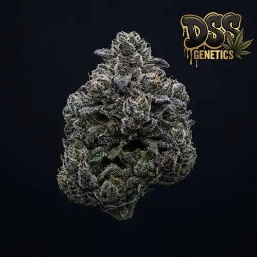 Aurora Indica Feminized Seeds cannabis seeds