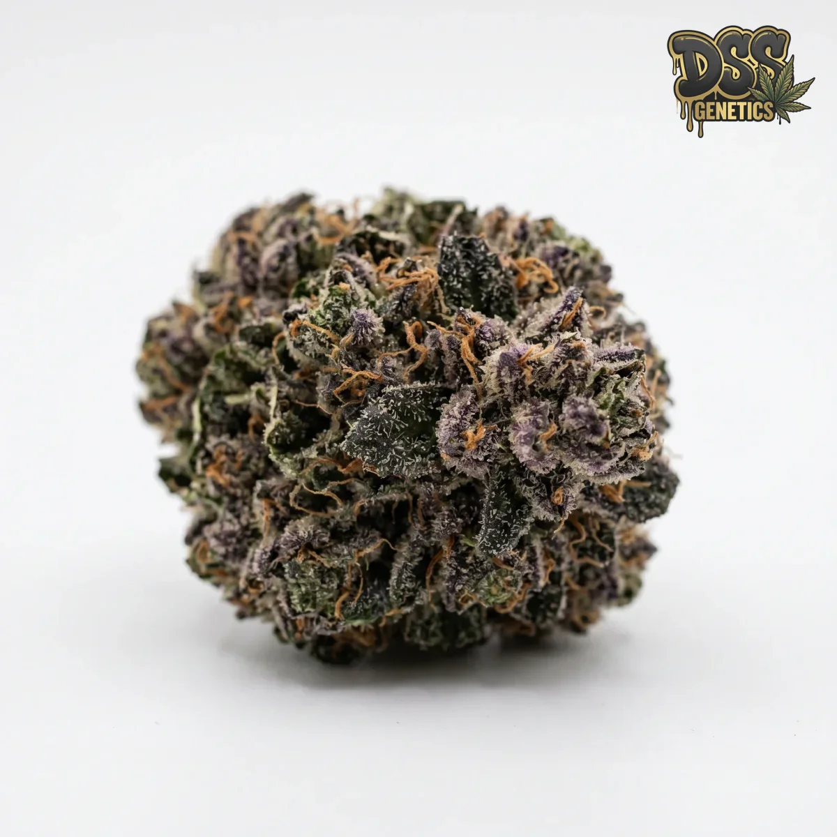 Aurora Indica grow guide