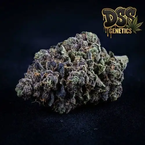 Blueberry Autoflower Seeds cannabis seeds