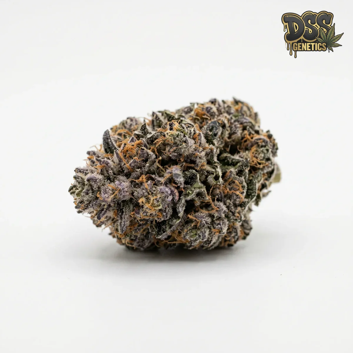 Blueberry Autoflower Seeds grow guide