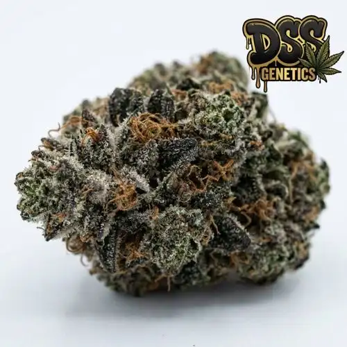 B52 Feminized Seeds cannabis seeds