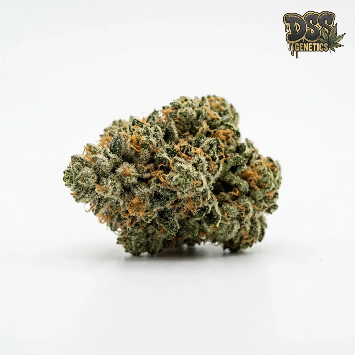 B52 Feminized Seeds cannabis seeds