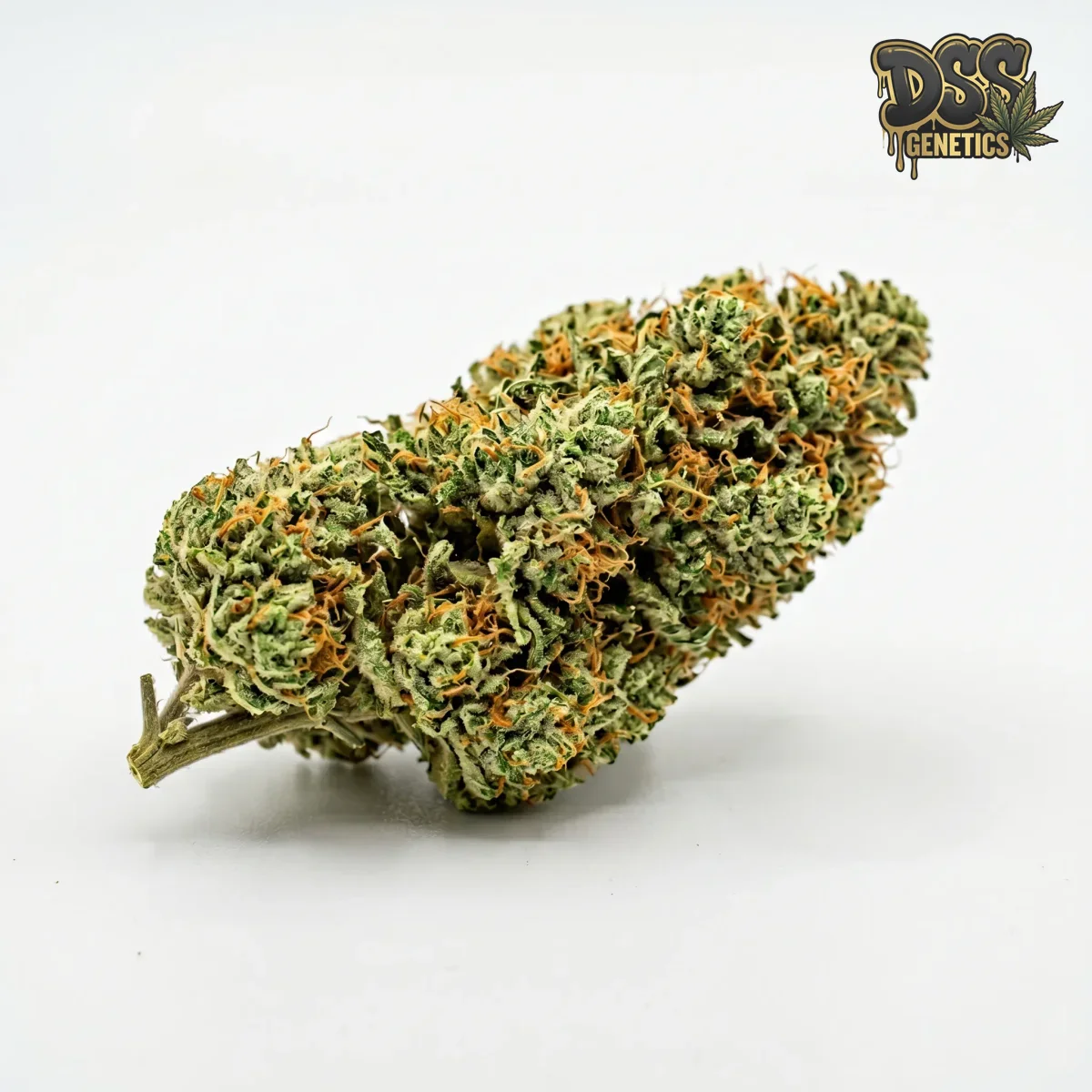 BC Big Bud Feminized Seeds cannabis seeds