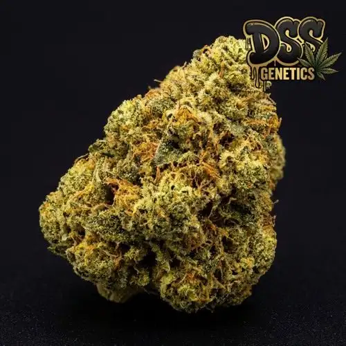 Badazz Cheese Feminized Seeds cannabis seeds – Feminized strain