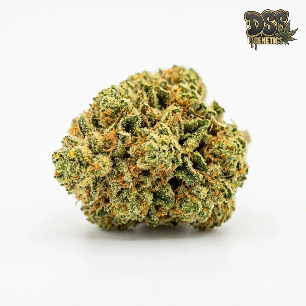Badazz Cheese grow guide