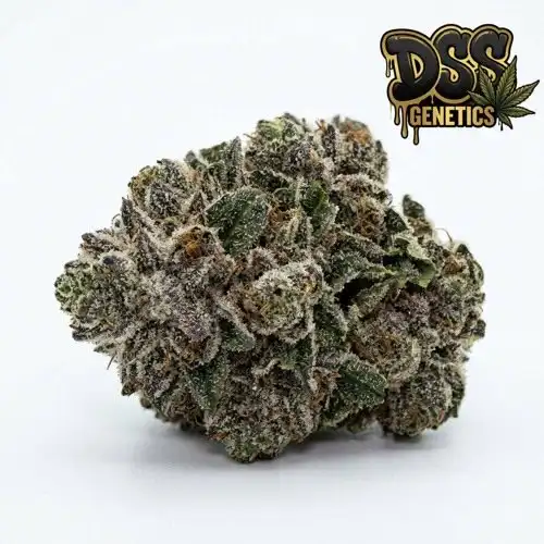 Badazz Rolex Feminized Seeds cannabis seeds – Feminized strain