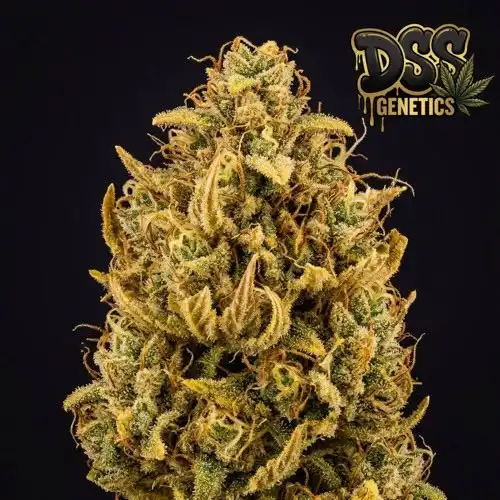 Banana Kush Autoflower Seeds cannabis seeds – Regular strain