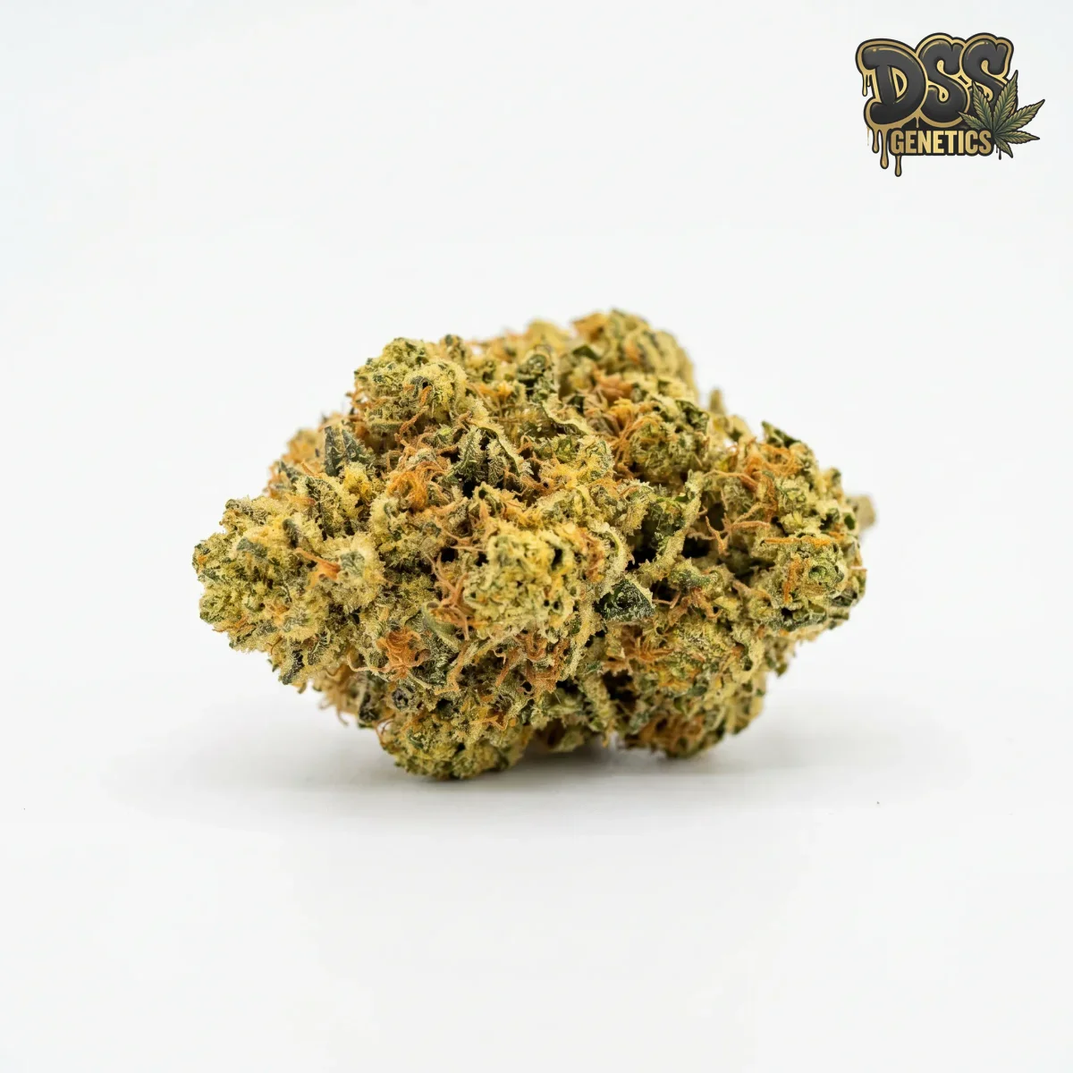 Banana Kush Autoflower Seeds grow guide