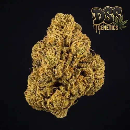 Banana Kush Feminized Seeds cannabis seeds