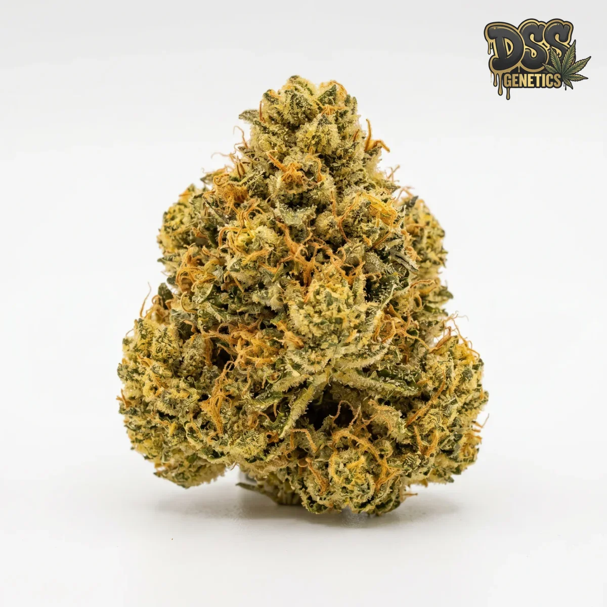 Banana Kush grow guide