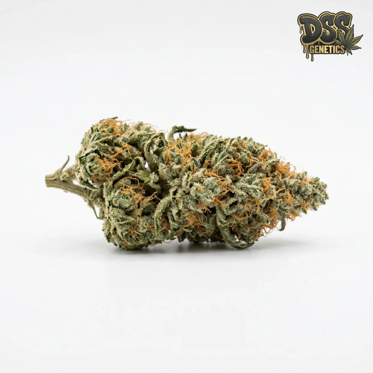 Bay Dream Feminized Seeds cannabis seeds