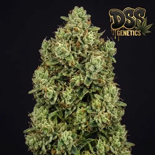 Big Bud Feminized Seeds cannabis seeds – Feminized strain