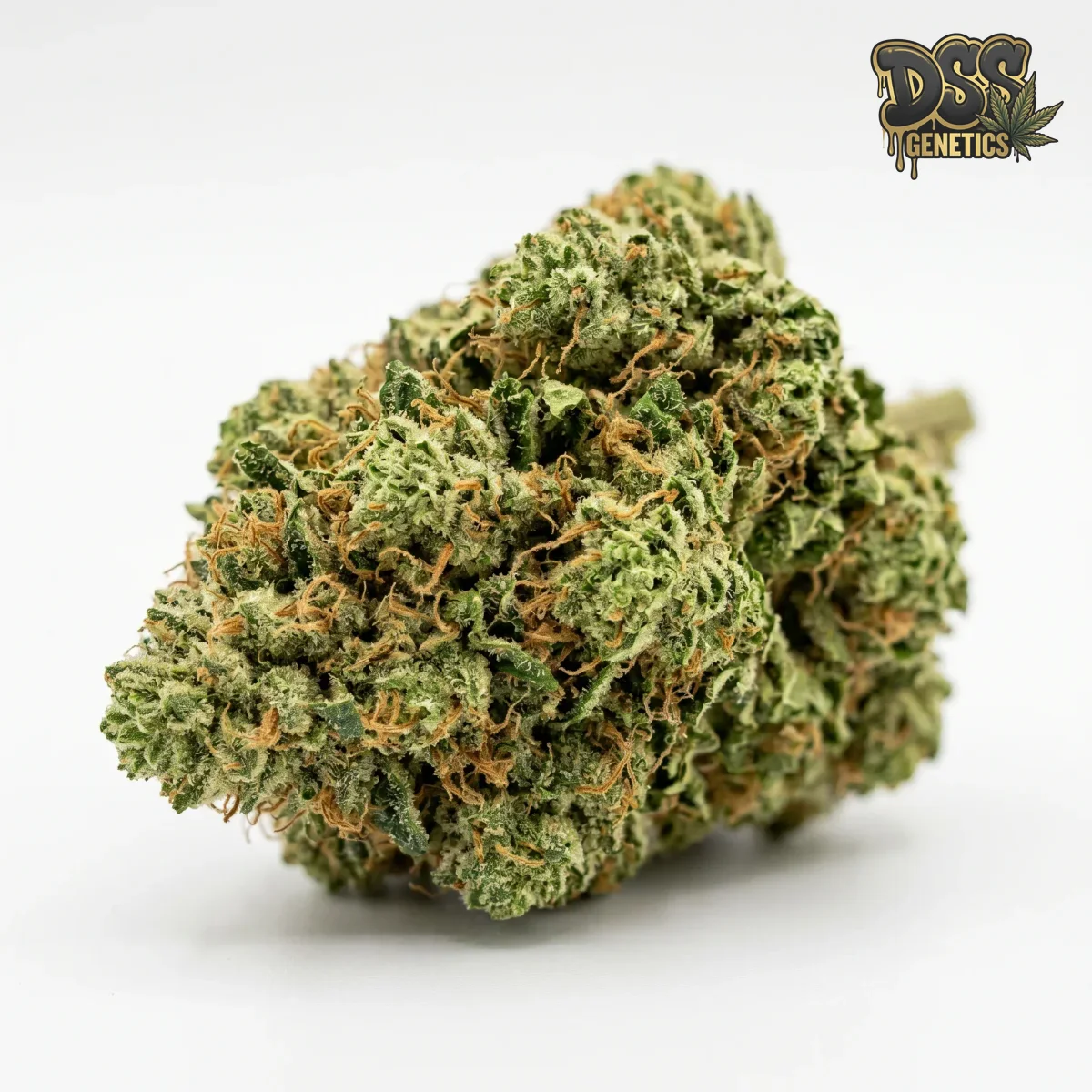 Big Bud Feminized Seeds cannabis seeds