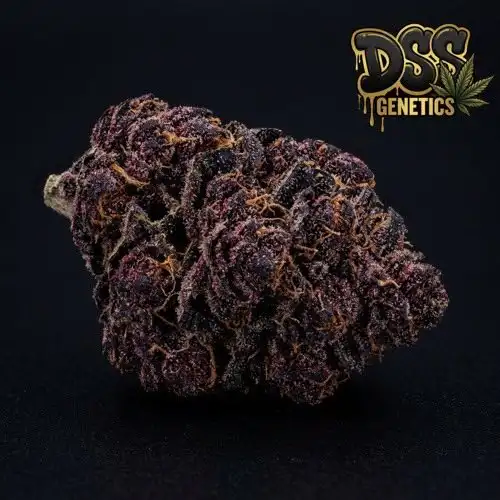 Black Cherry Soda grow guide