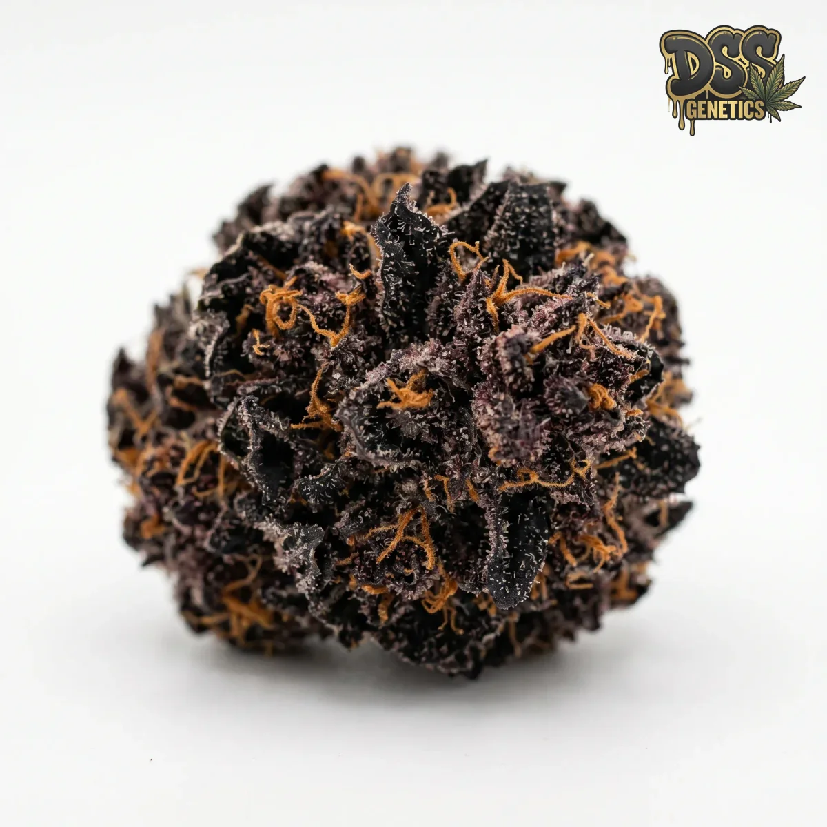 Black Cherry Soda grow guide