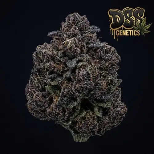 Black Domina Feminized Seeds cannabis seeds
