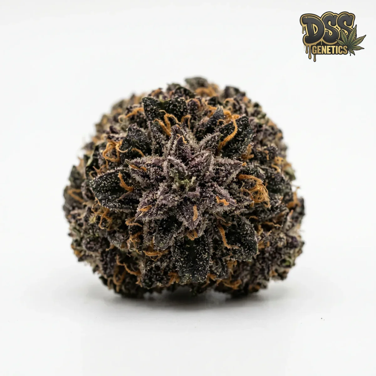 Black Domina grow guide
