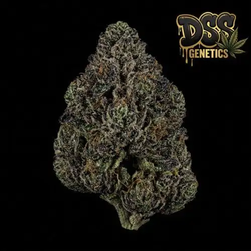 Black Jack Feminized Seeds cannabis seeds