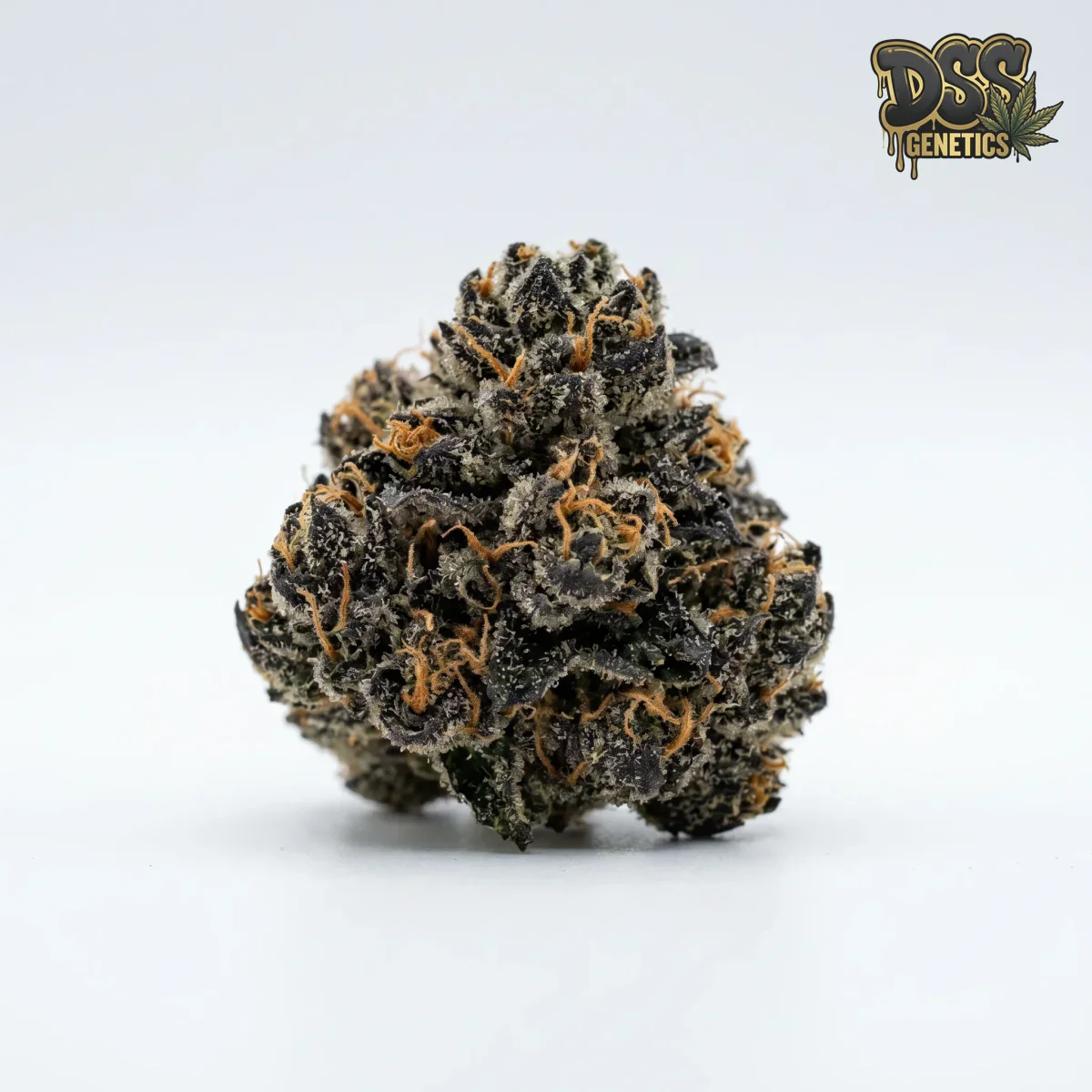 Black Jack Feminized Seeds cannabis seeds