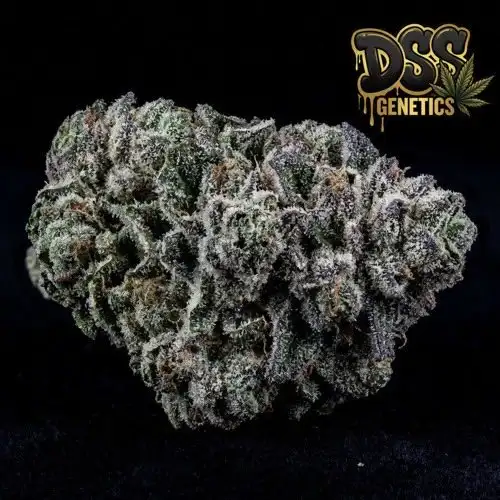 Black Widow Feminized Seeds cannabis seeds