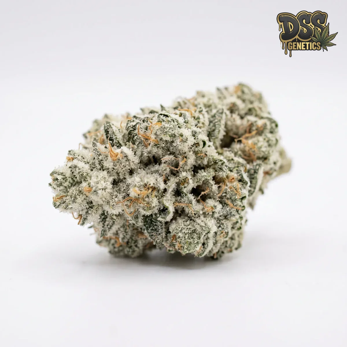 Black Widow Feminized Seeds cannabis seeds