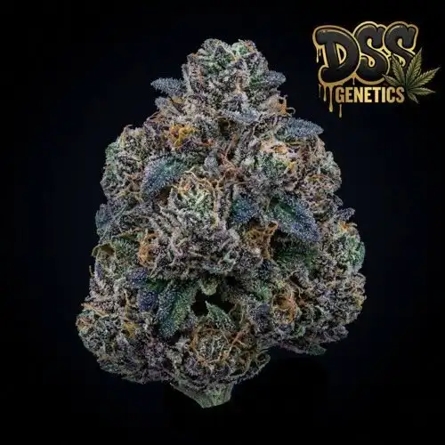 Blue Cookies Feminized Seeds cannabis seeds – Feminized strain