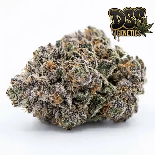 Blue Cream Cheese Autoflower Seeds cannabis seeds