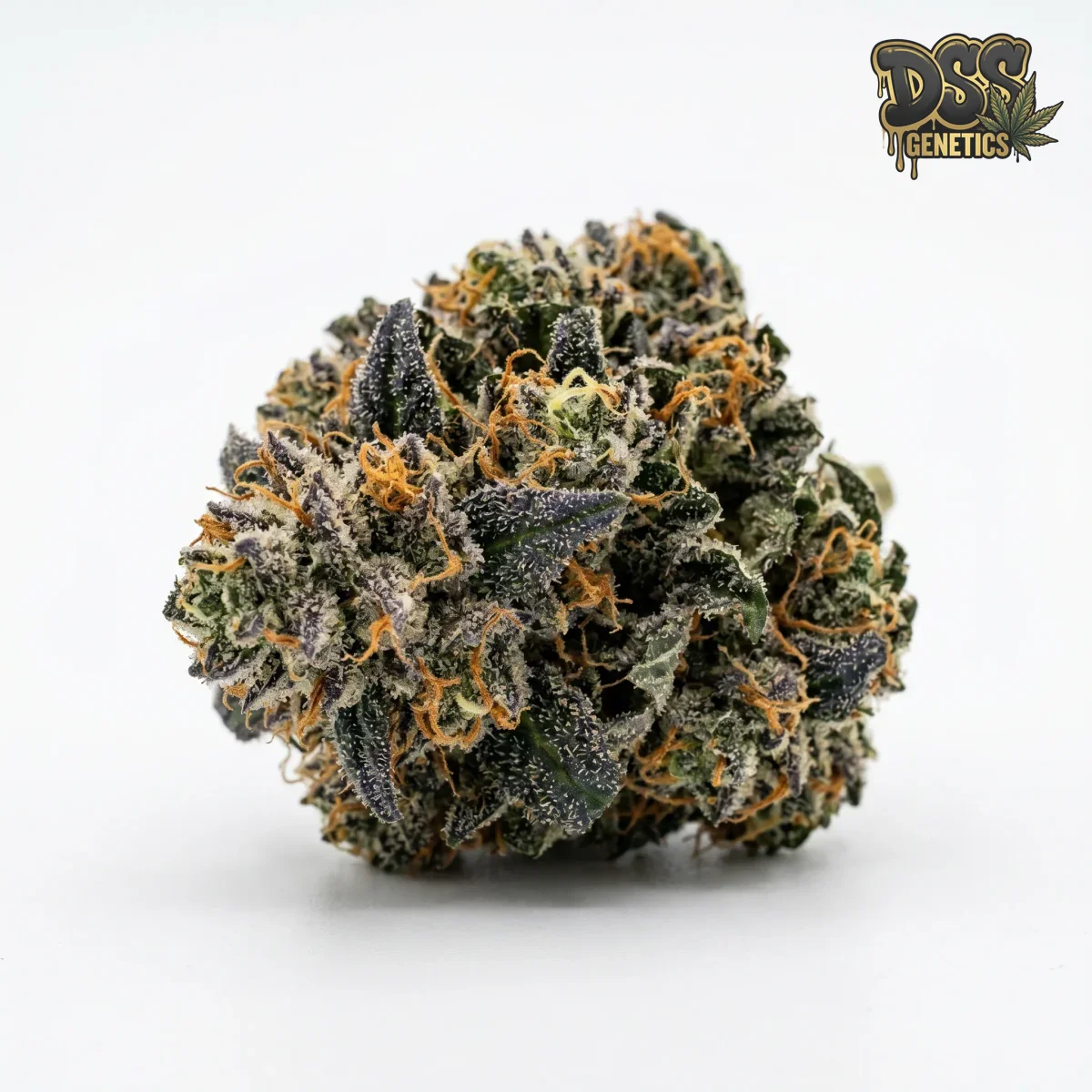 Blue Cream Cheese Autoflower Seeds grow guide