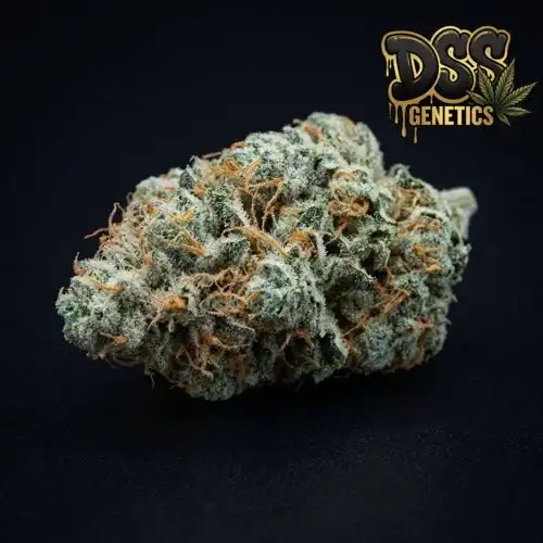 Blue Dream cannabis seeds