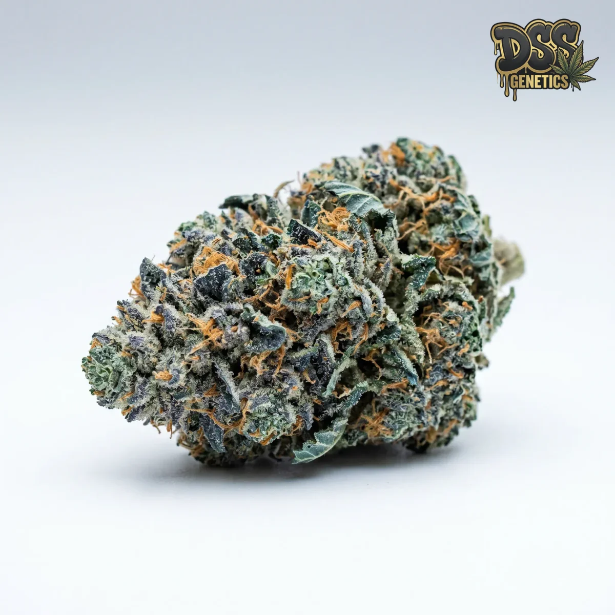 Blue Dream grow guide