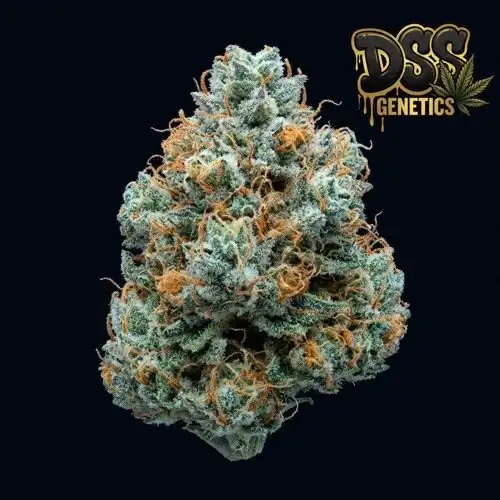 Blue Dream Autoflower Seeds cannabis seeds