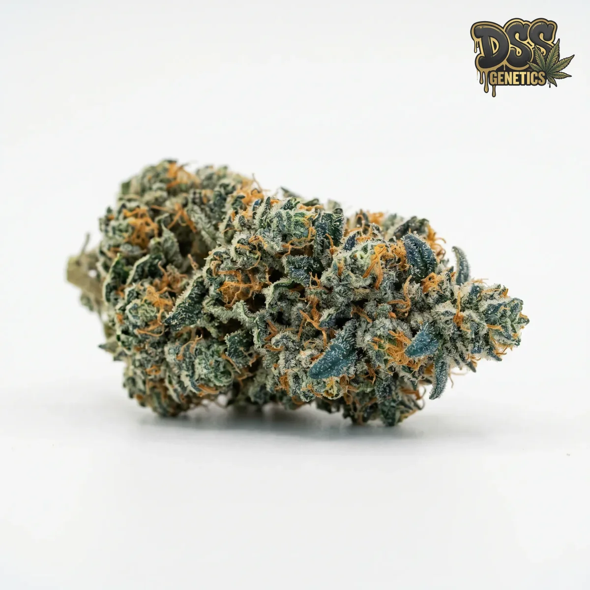 Blue Dream Autoflower Seeds grow guide