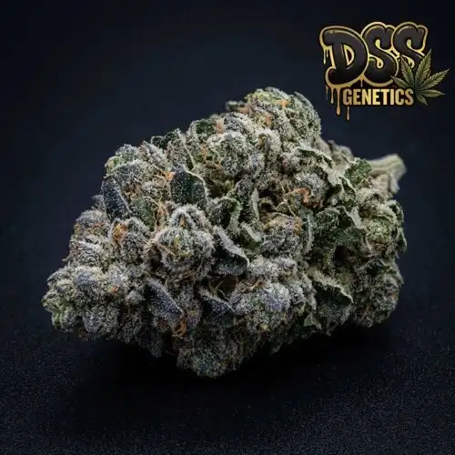 Blue Magoo Feminized Seeds cannabis seeds