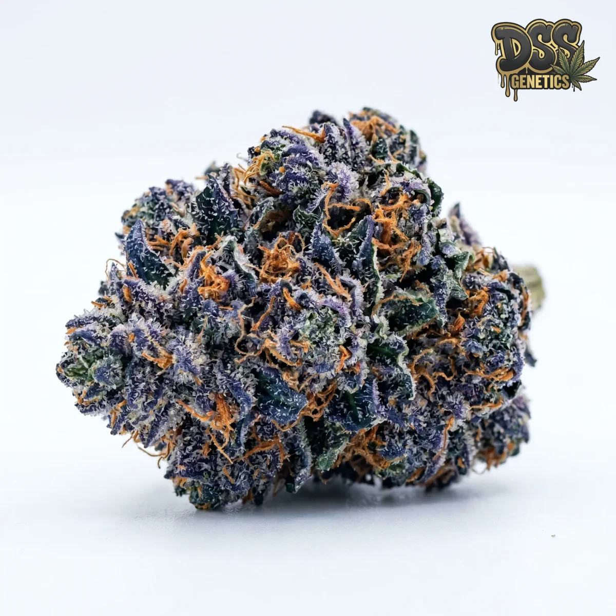 Blue Magoo grow guide