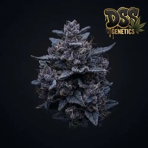 Blue Moonshine grow guide