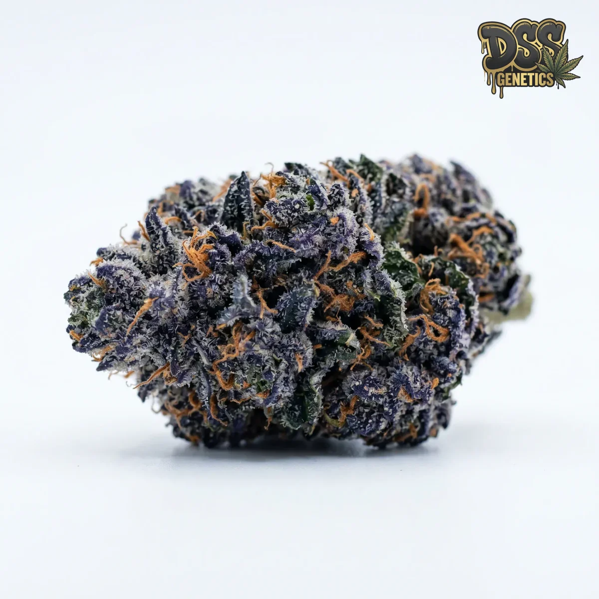 Blue Moonshine Autoflower Seeds grow guide