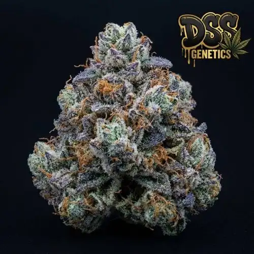 Blueberry Haze Feminized Seeds cannabis seeds – Feminized strain