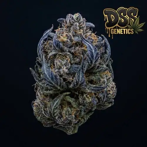 Blueberry Strain Feminized Seeds cannabis seeds