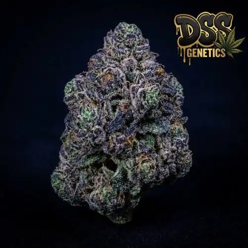 Blueberry Yum Yum Feminized Seeds cannabis seeds