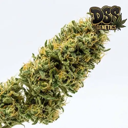 Bob Marley grow guide