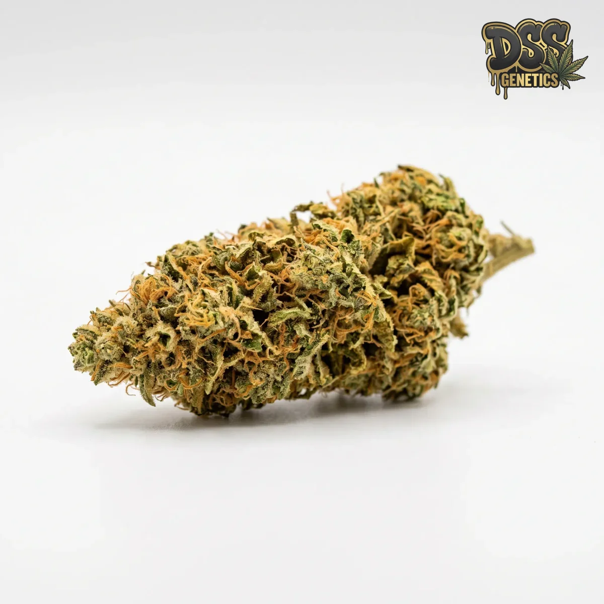 Bob Marley grow guide